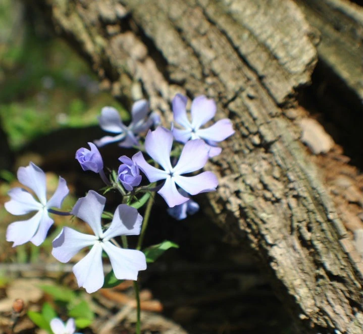 Delicate and Rugged