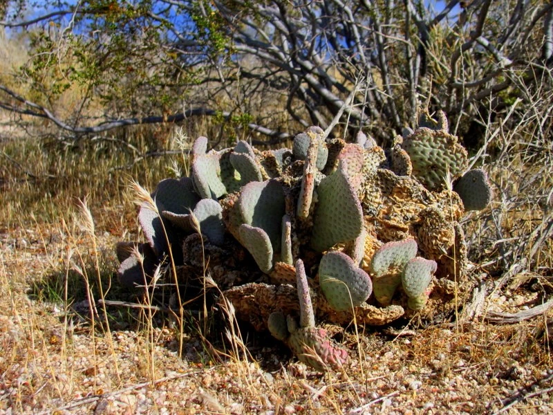 desert