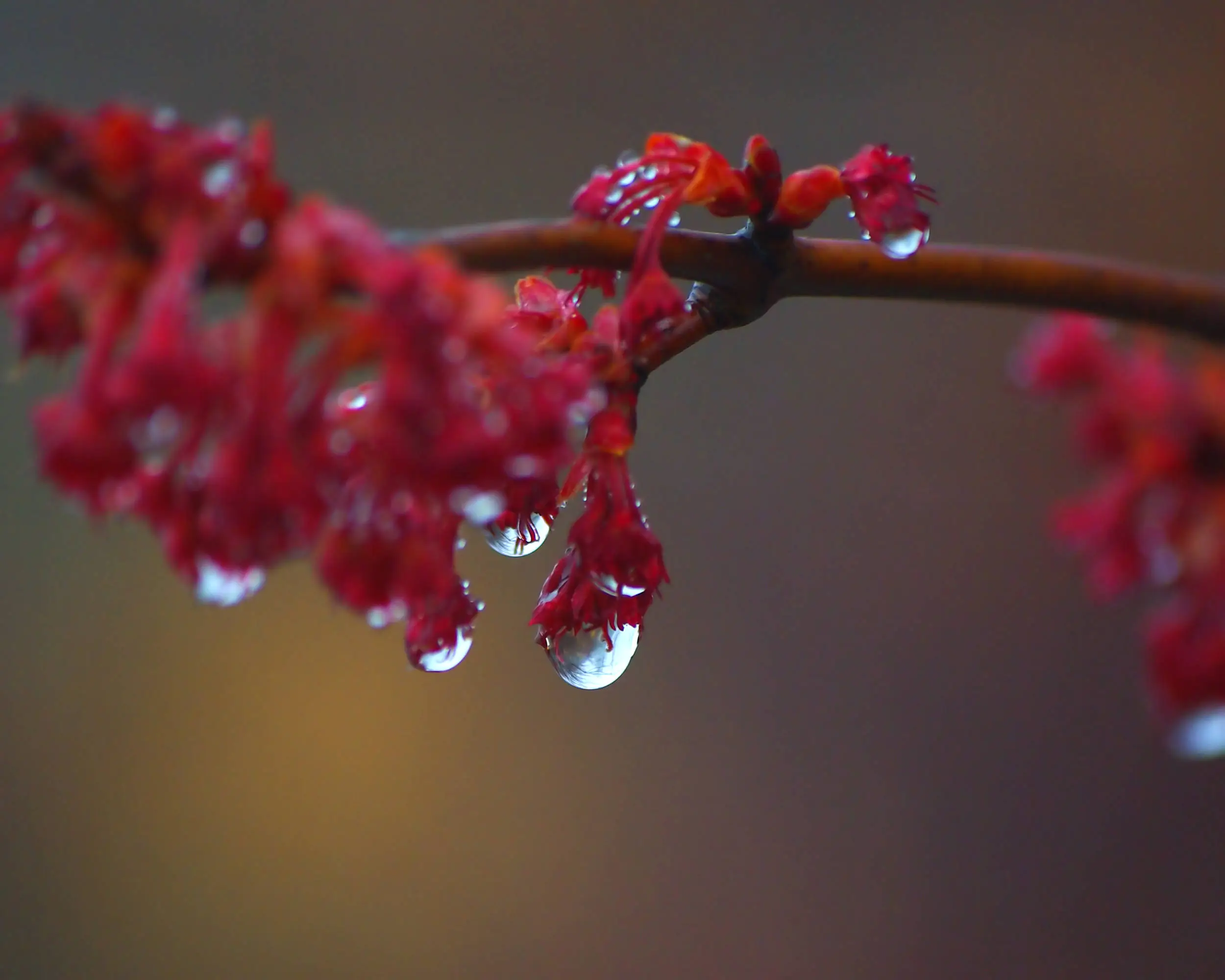 Dew Drops
