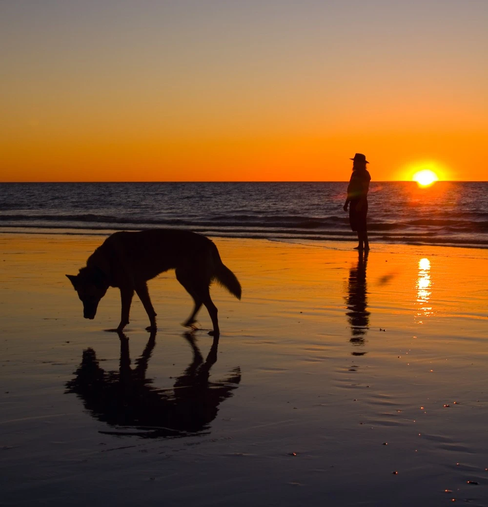 Dingo Stalk