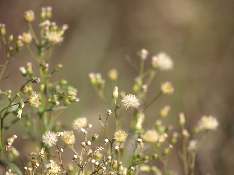 Ditch flowers