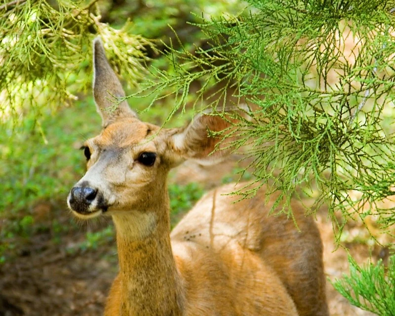 Doe in the woods