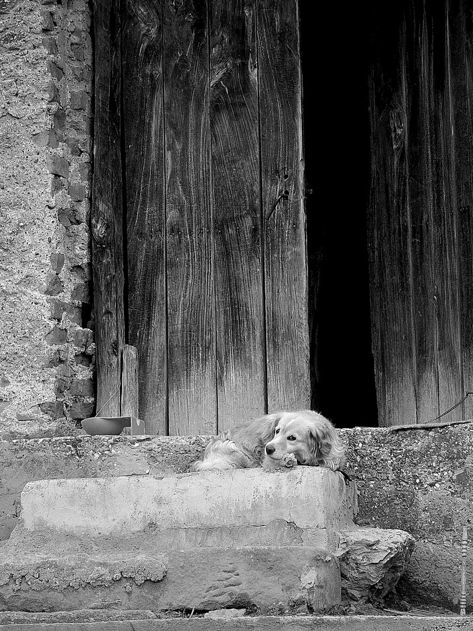 Dog portrait in Black and White