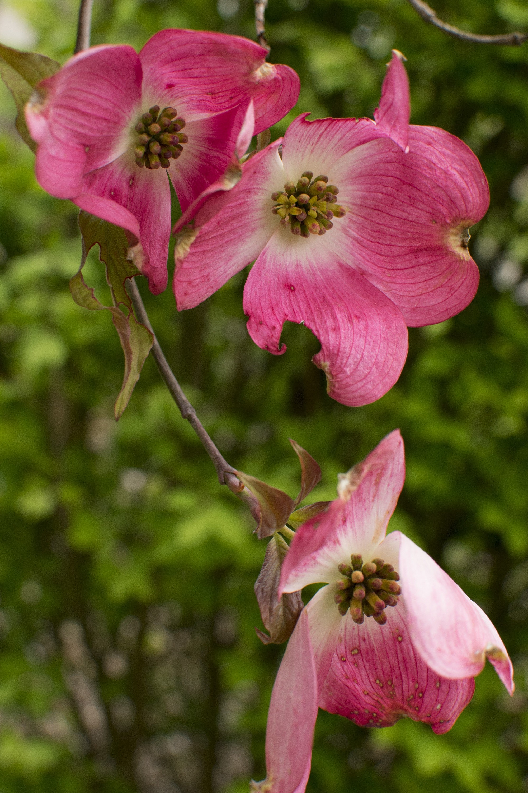 dogwood - SOOC