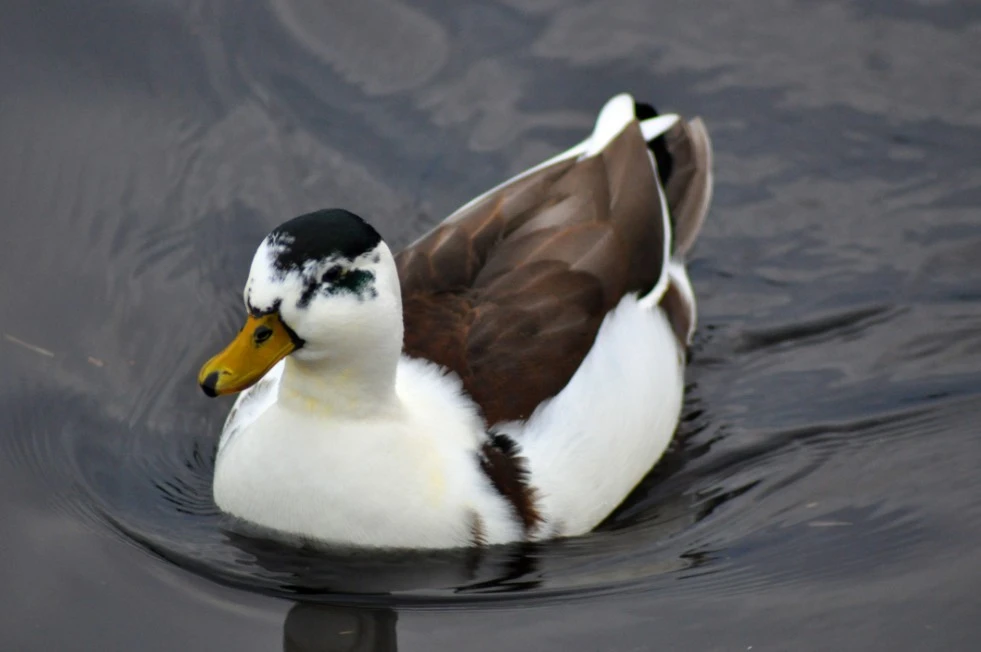 Donalds_friend_Daffy