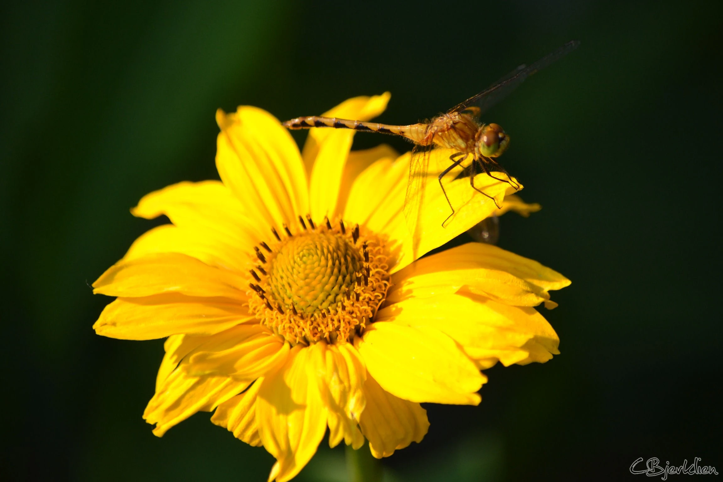 dragonfly yellow flower