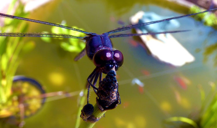 Dragonfly