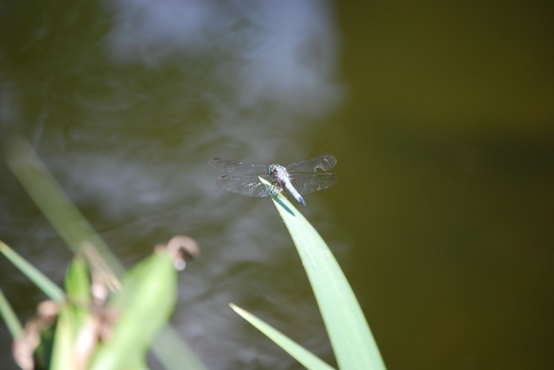 Dragonfly