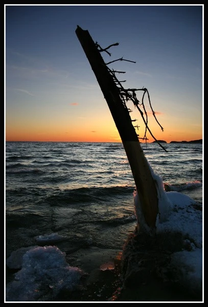 Drift Tree Sunset