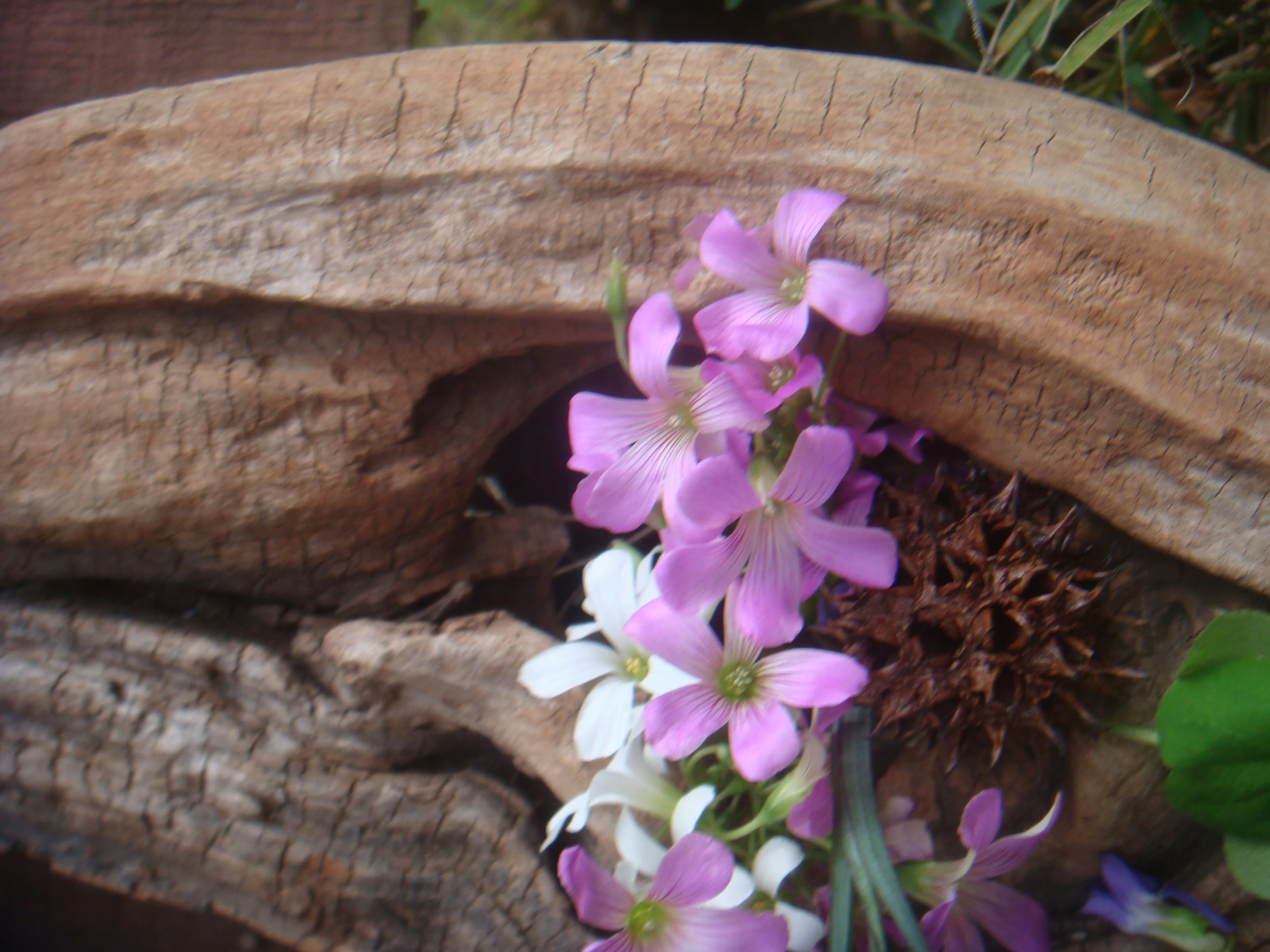 Drift wood