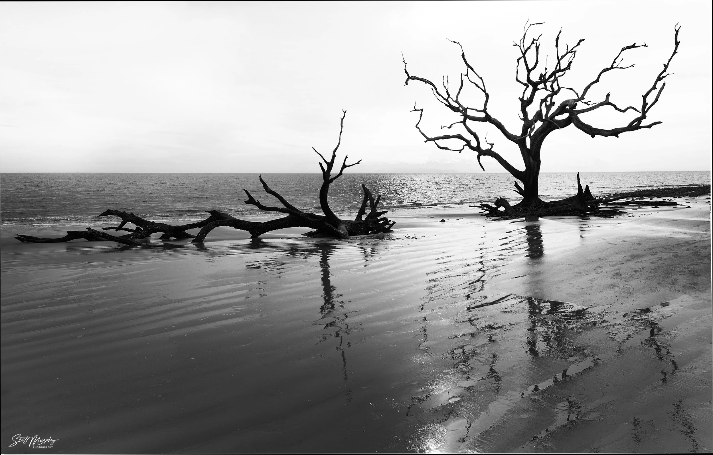 Driftwood Beach, Jekyll Island, GA