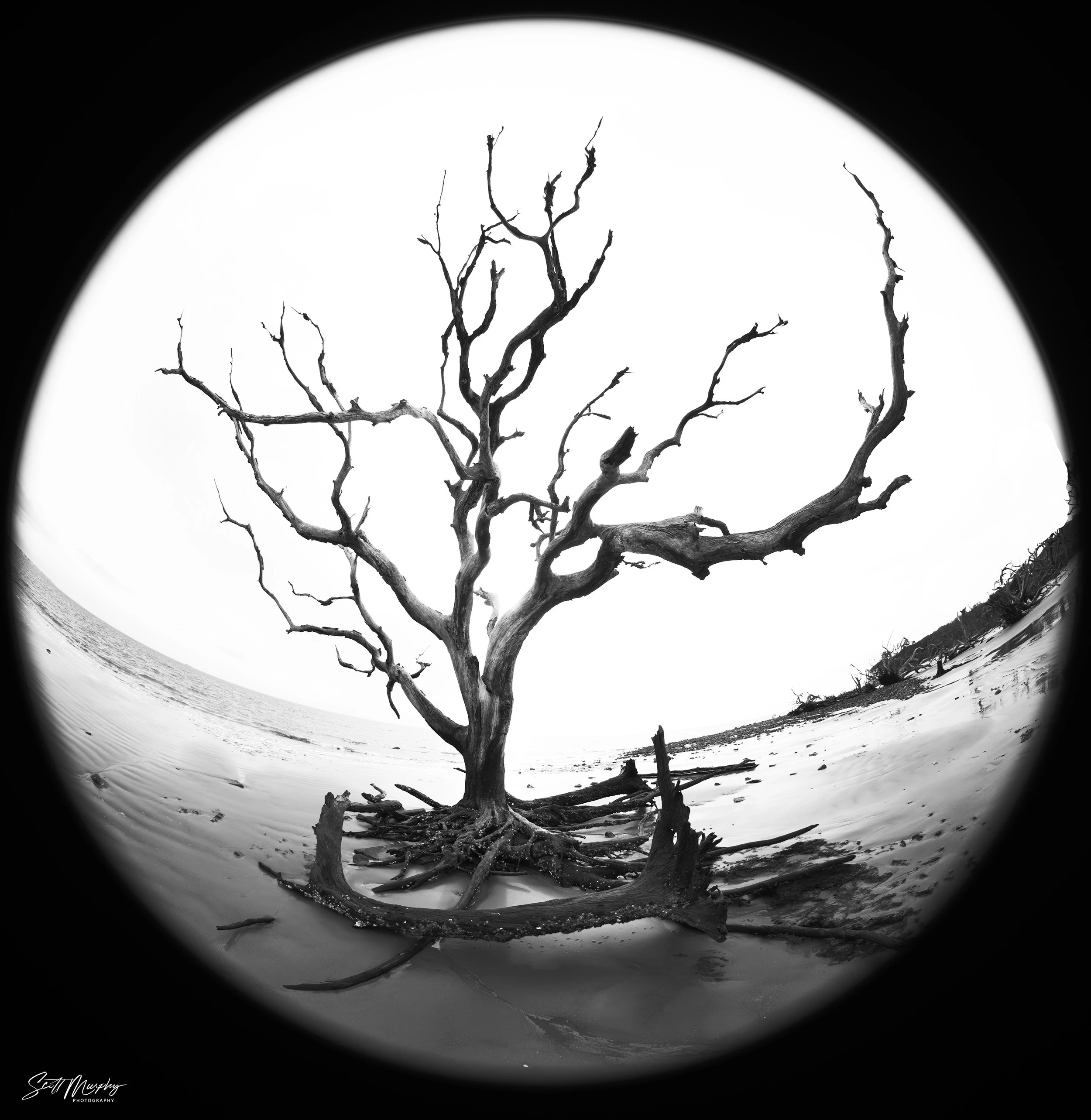Driftwood Beach, Jekyll Island, GA