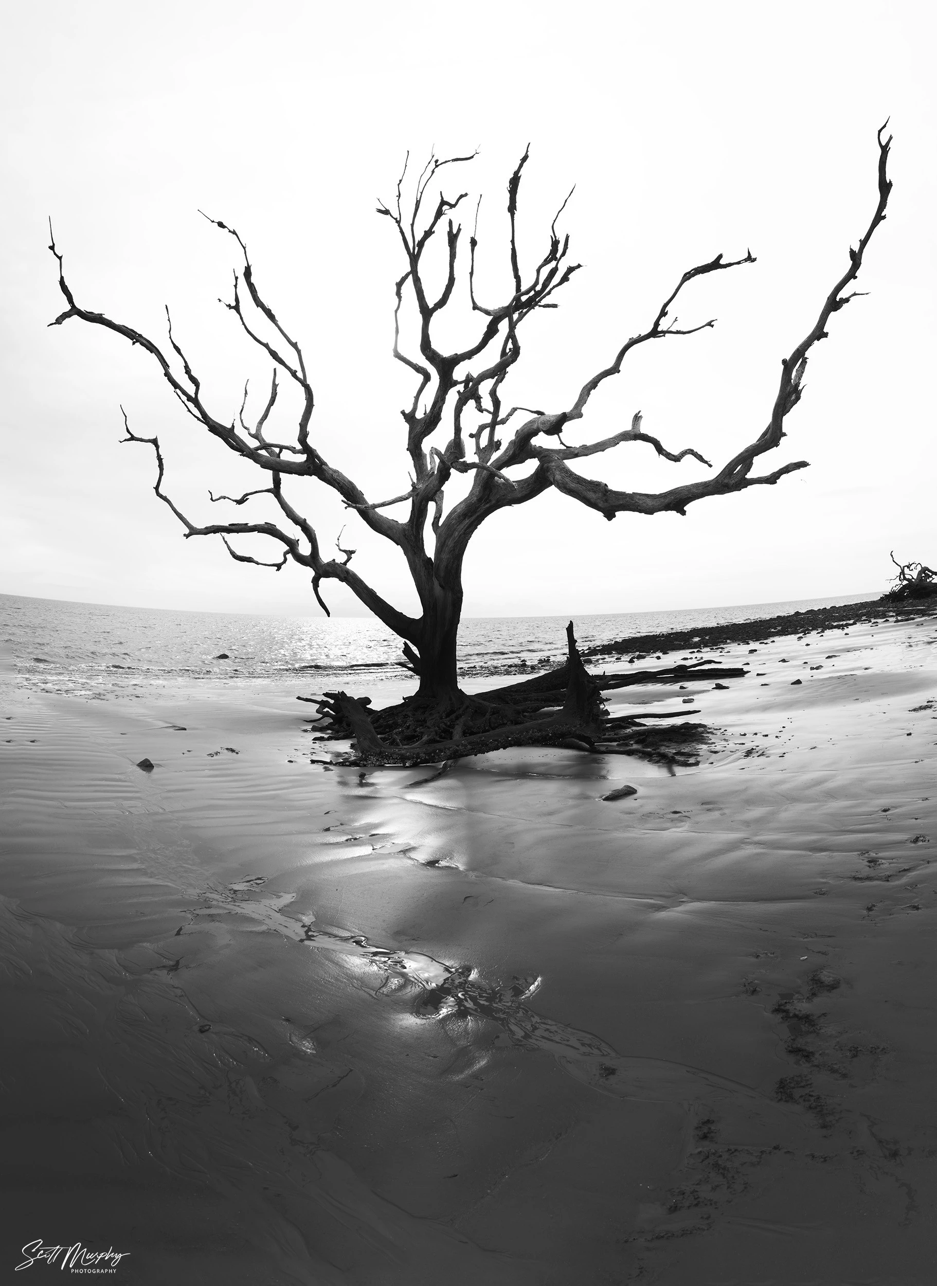 Driftwood Beach, Jekyll Island, GA