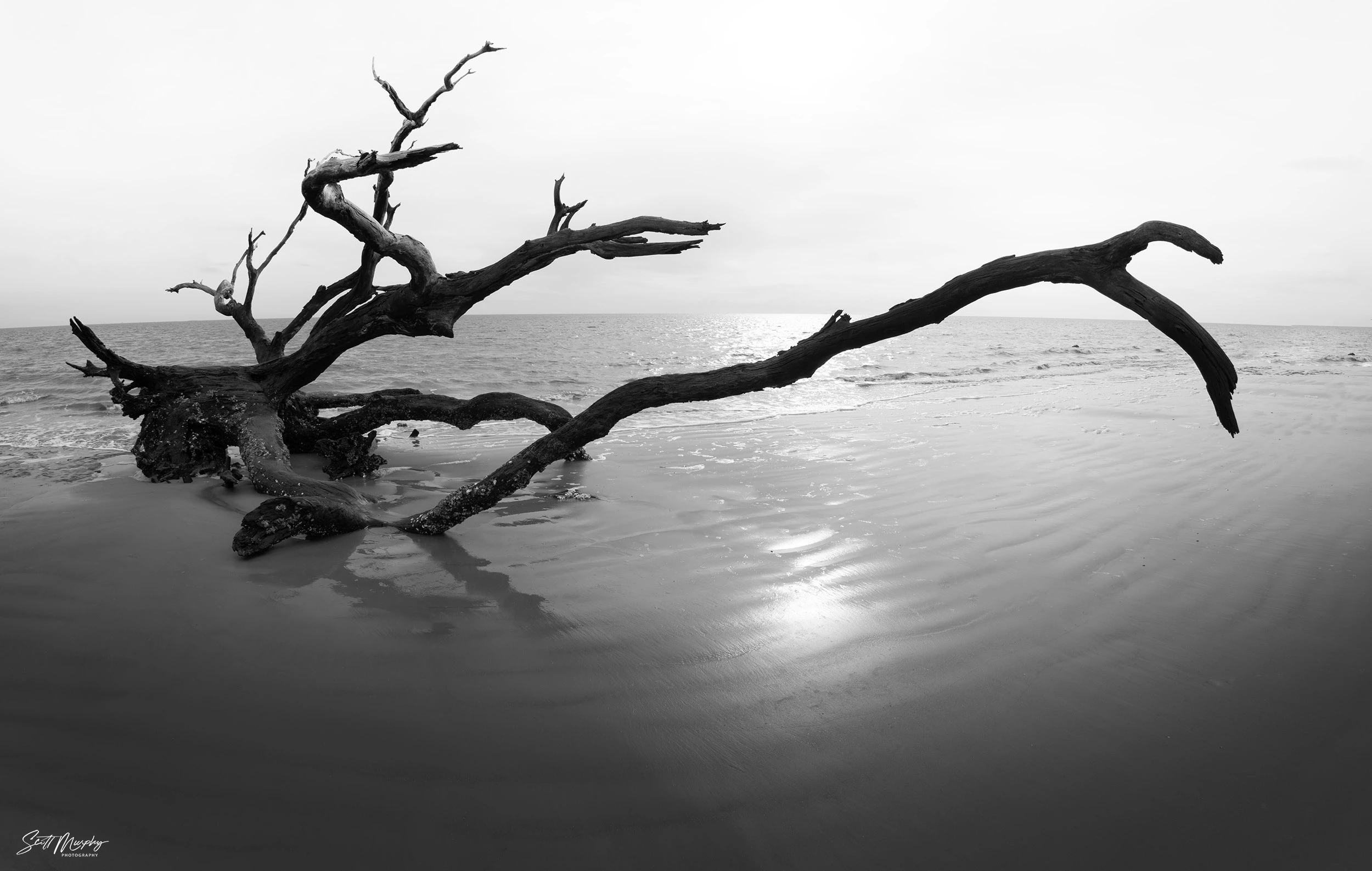 Driftwood Beach, Jekyll Island, GA