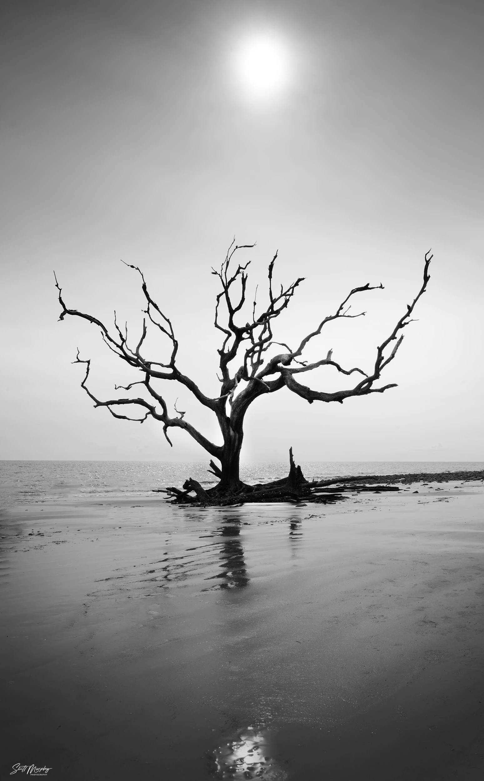 Driftwood Beach, Jekyll Island, GA