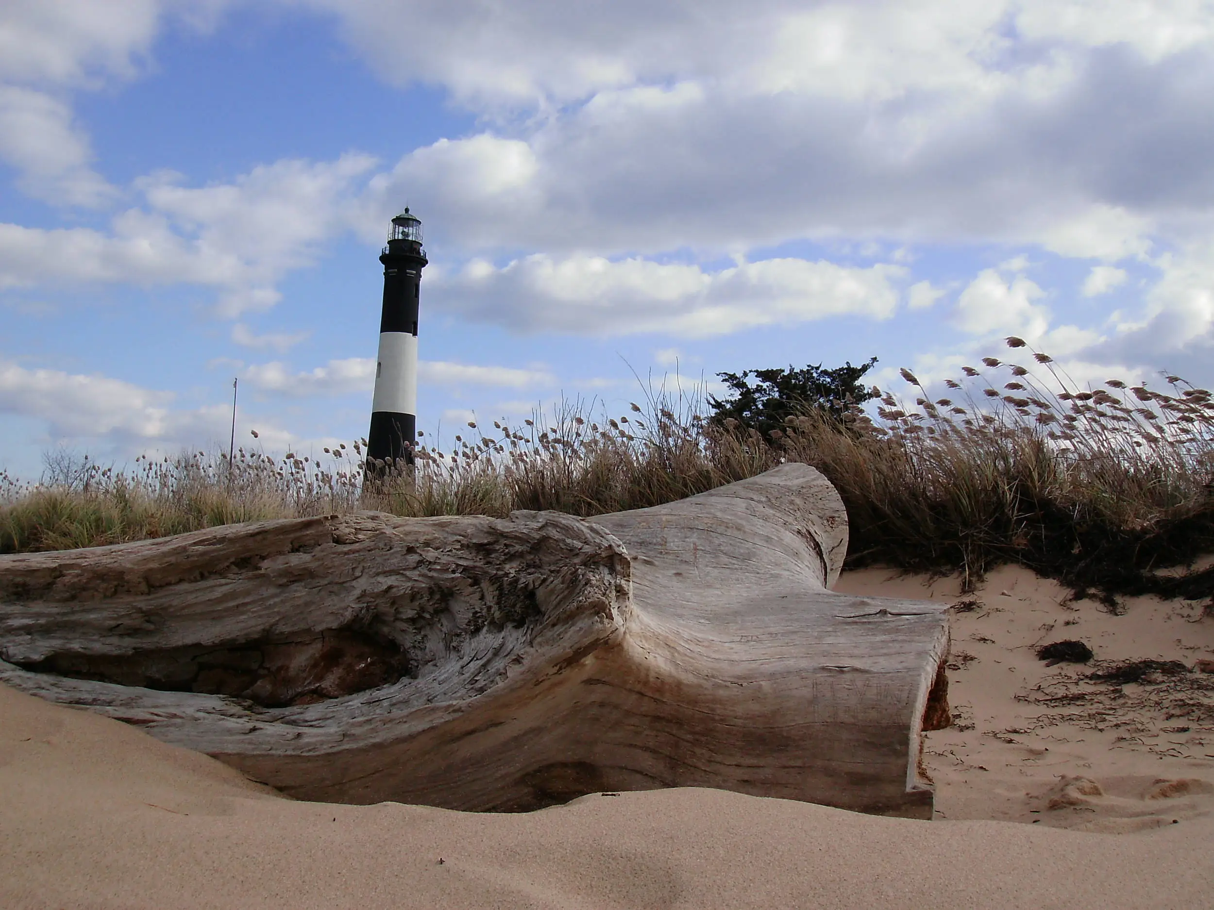 Driftwood