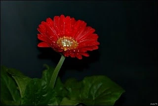 DSC00926