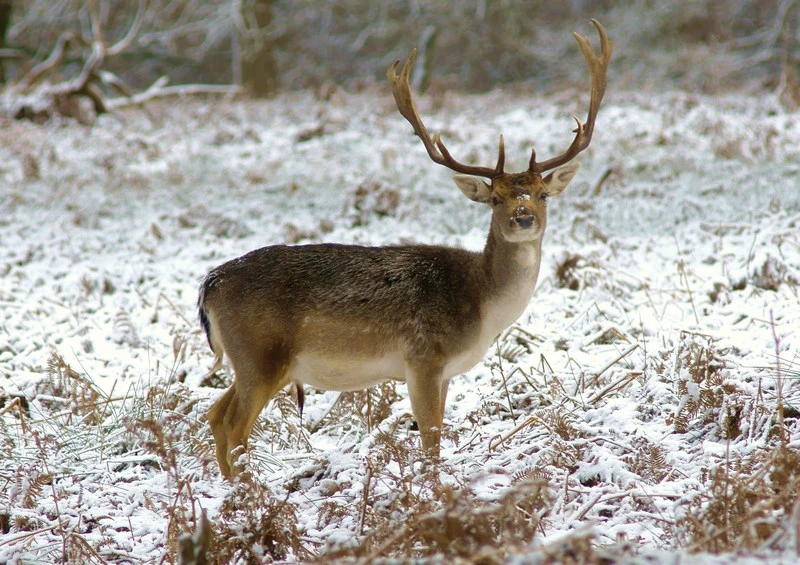 DSC2526jpeg