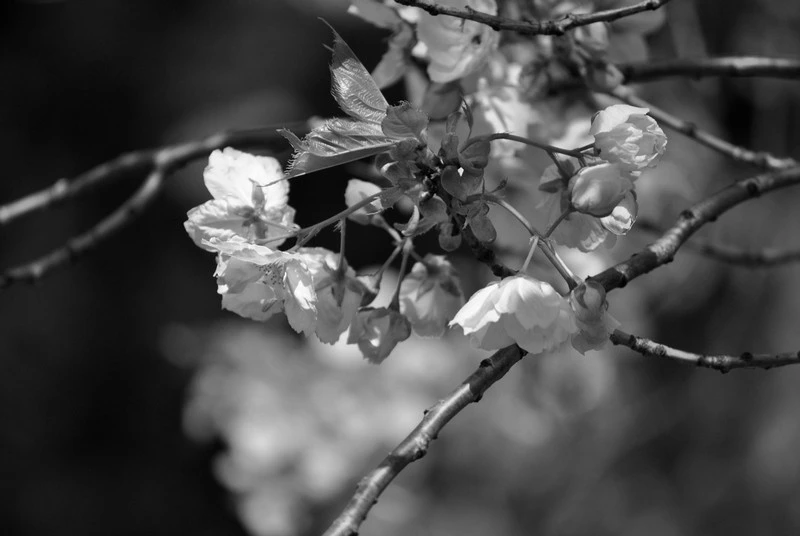 DSC_0020bwrs