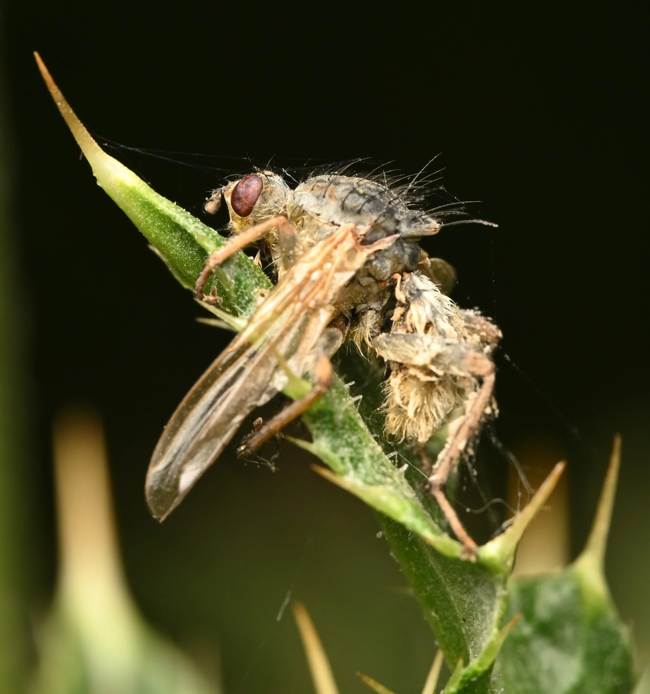 DSC_0066.JPG
