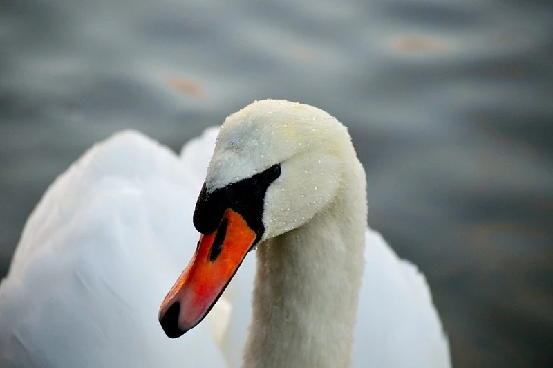 DSC_0247_01