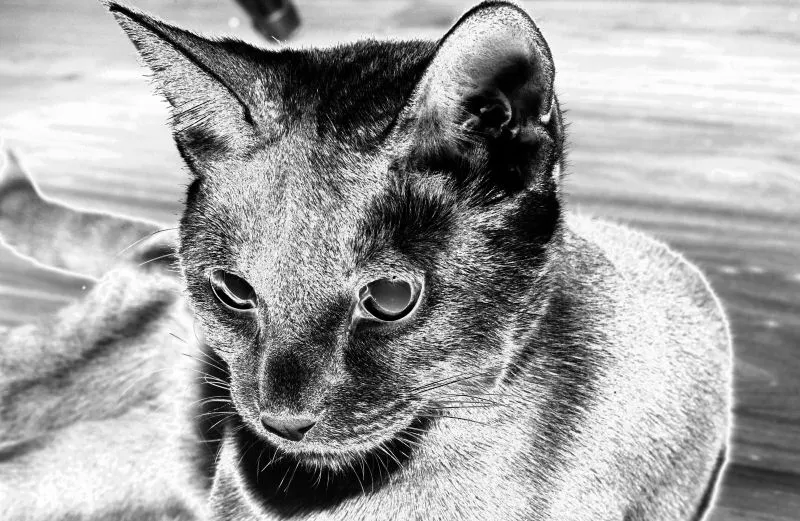 DSC_4487a
