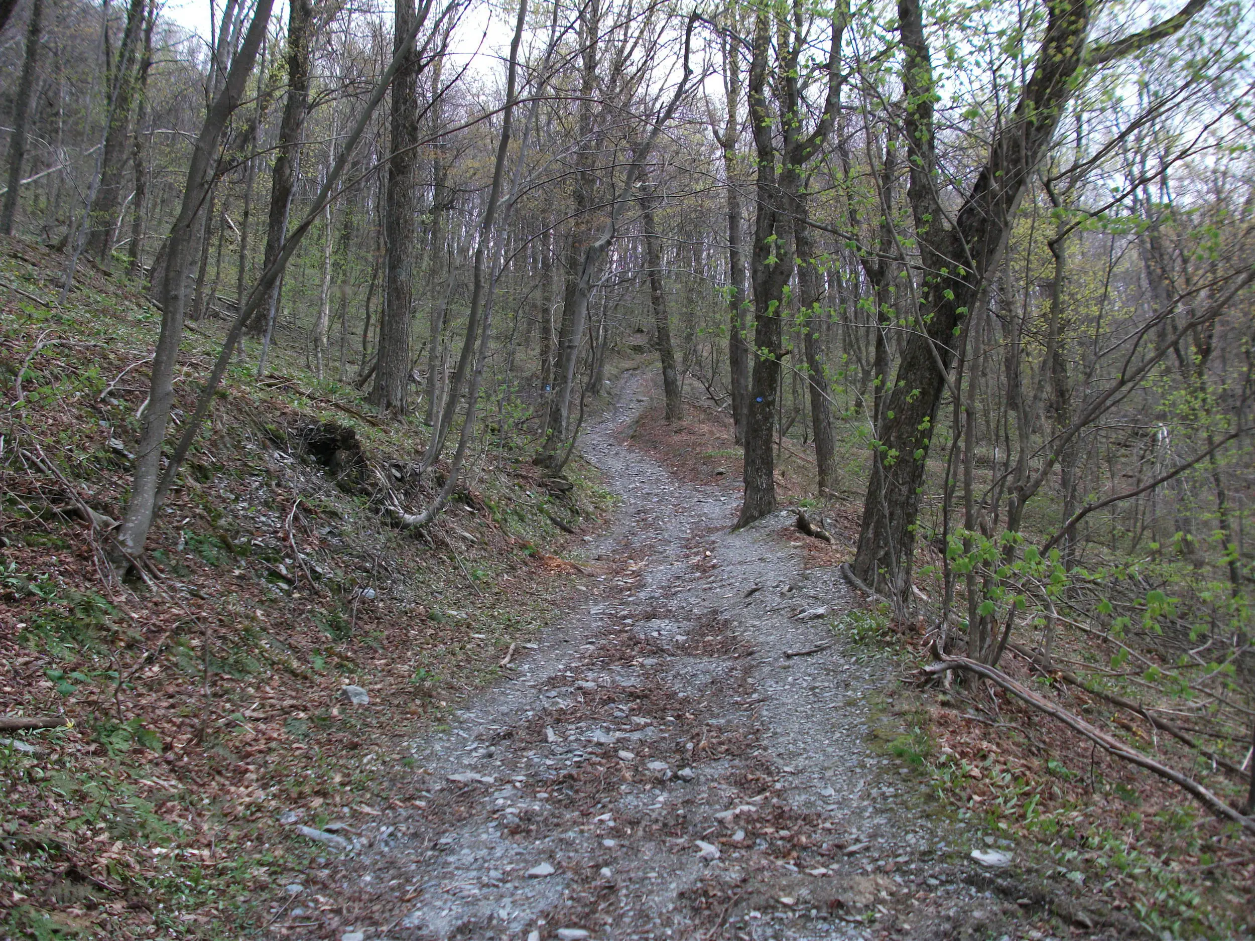DSCF0521