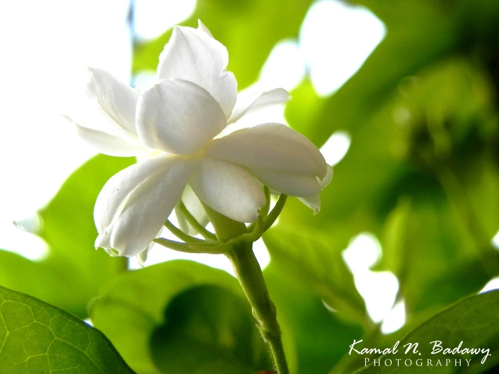 DSCN0722