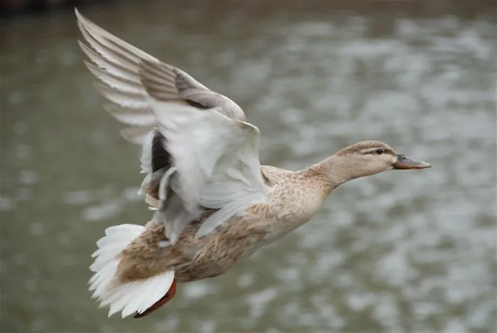 Duck