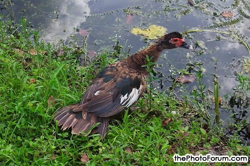duck1