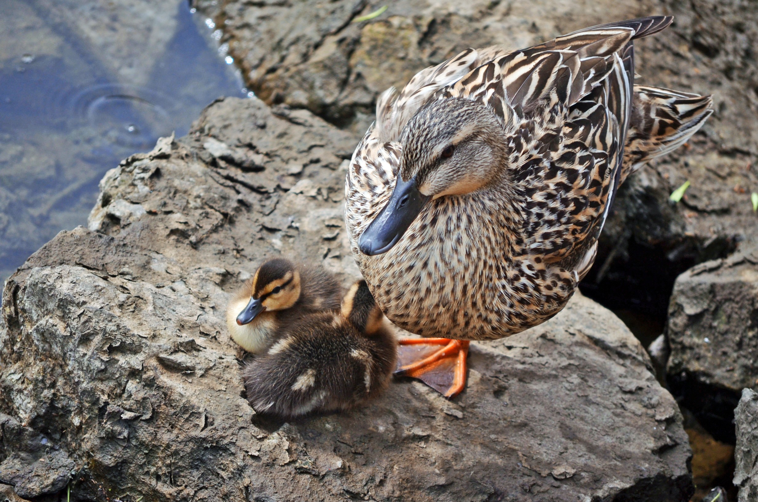 Duck_with_babies