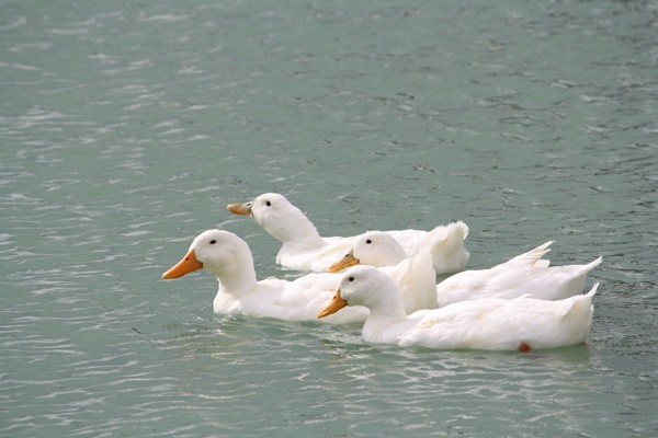 ducks in a row