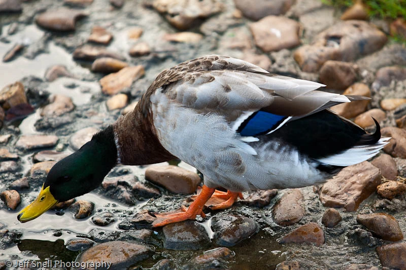 Ducks