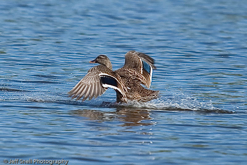 Ducks