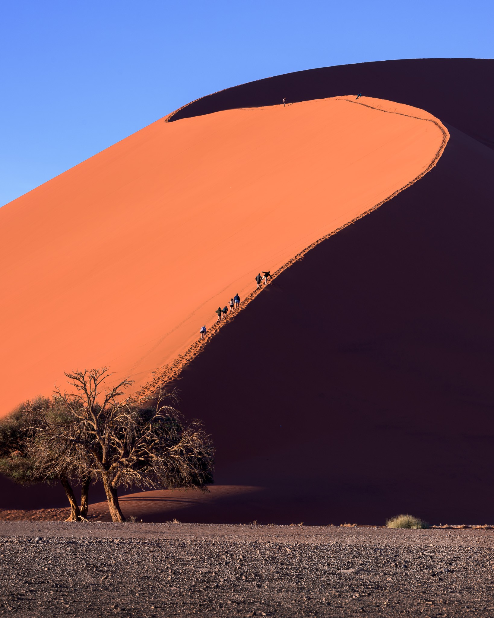 Dune 45 of Sossusvlei in the Morning, Namib-Naukluft Park, Namib