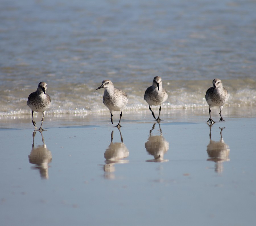 Dunlin/Daytona Beach