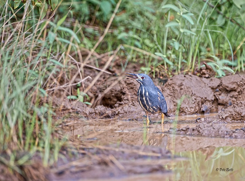 Dwarf Bittern