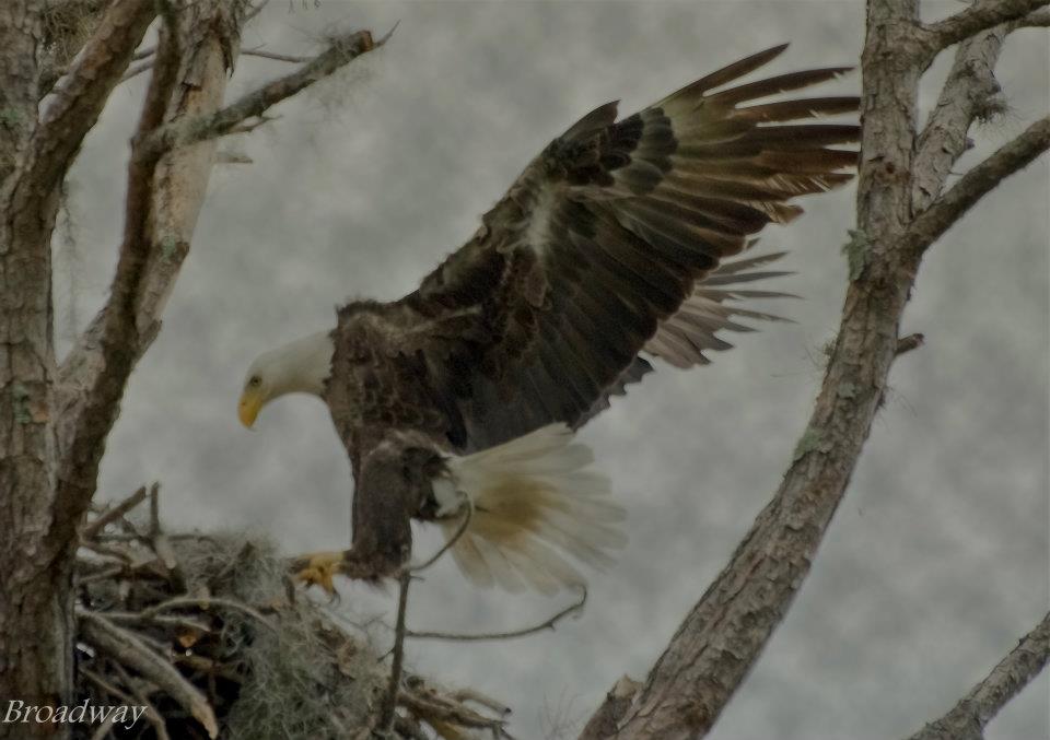 eagle returning