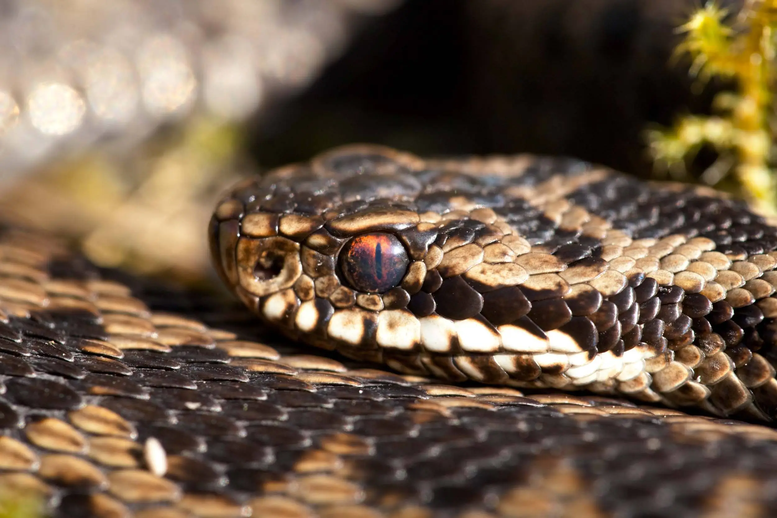Early moning Adder basking to warm up for the day