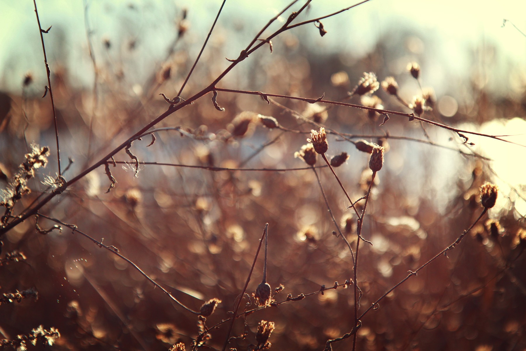 Early Winter at the Park