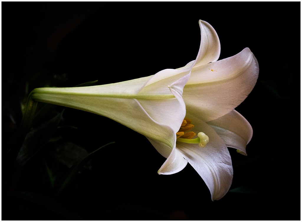 Easter Lily