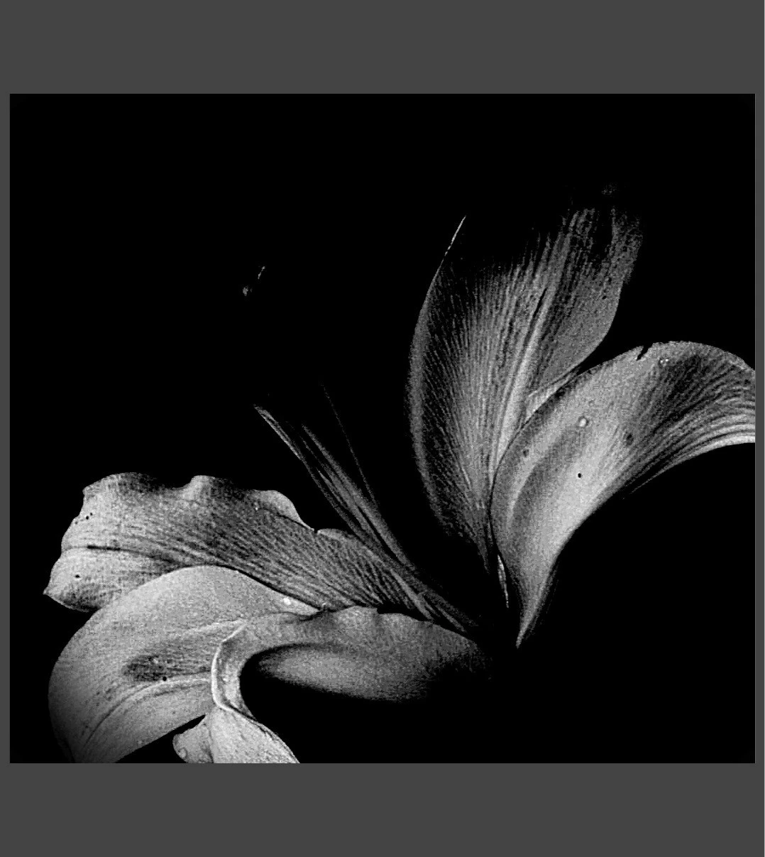 Egg and rose
