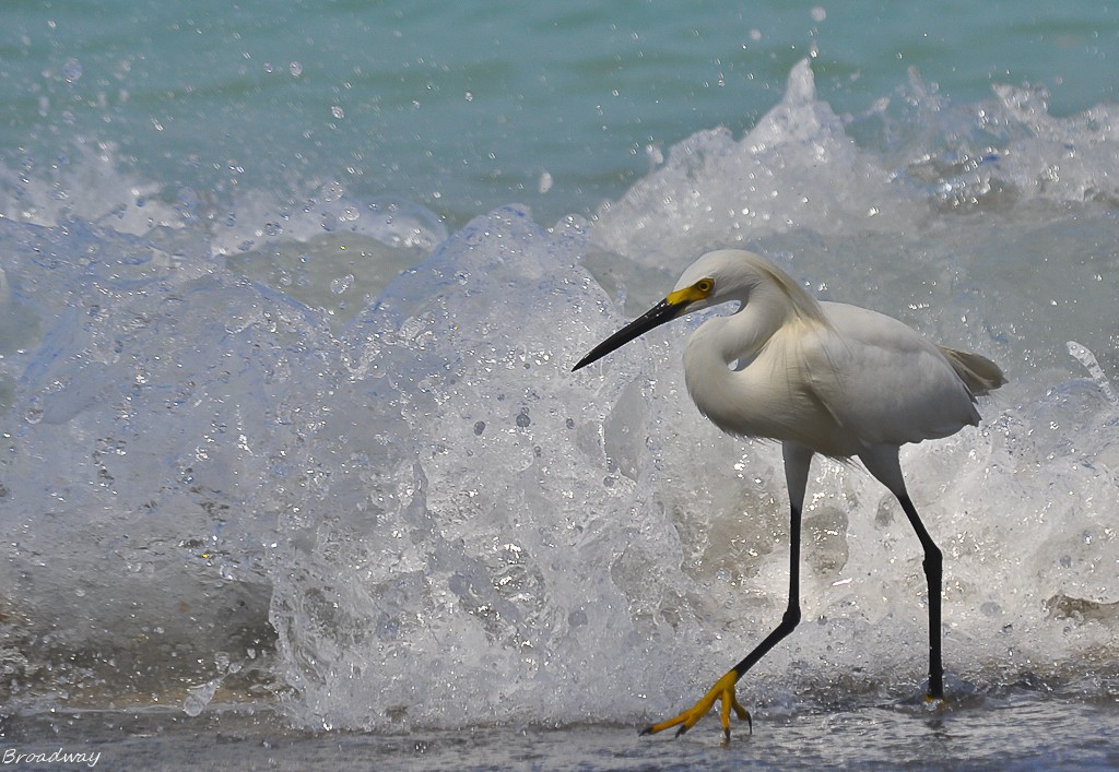 egret