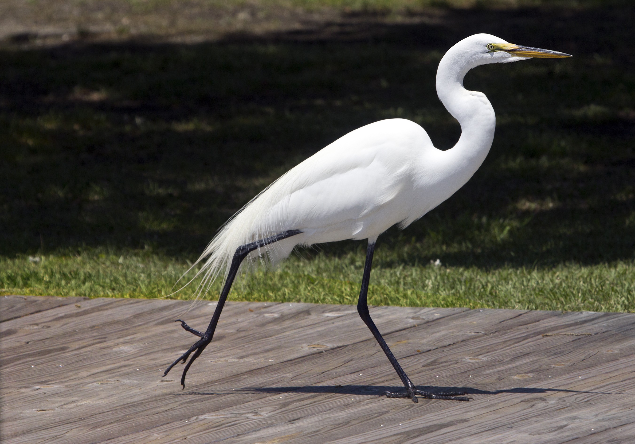 egret