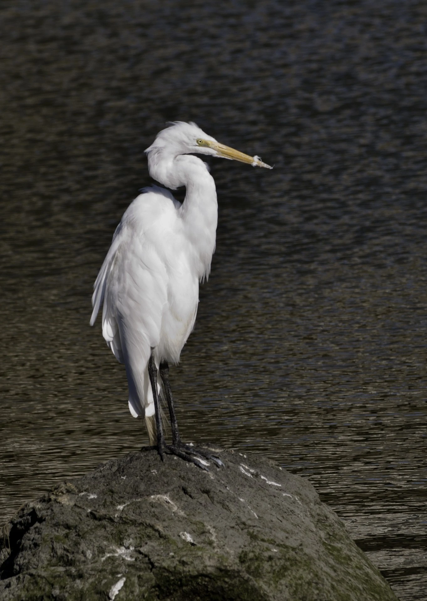 Egret_cropped_1