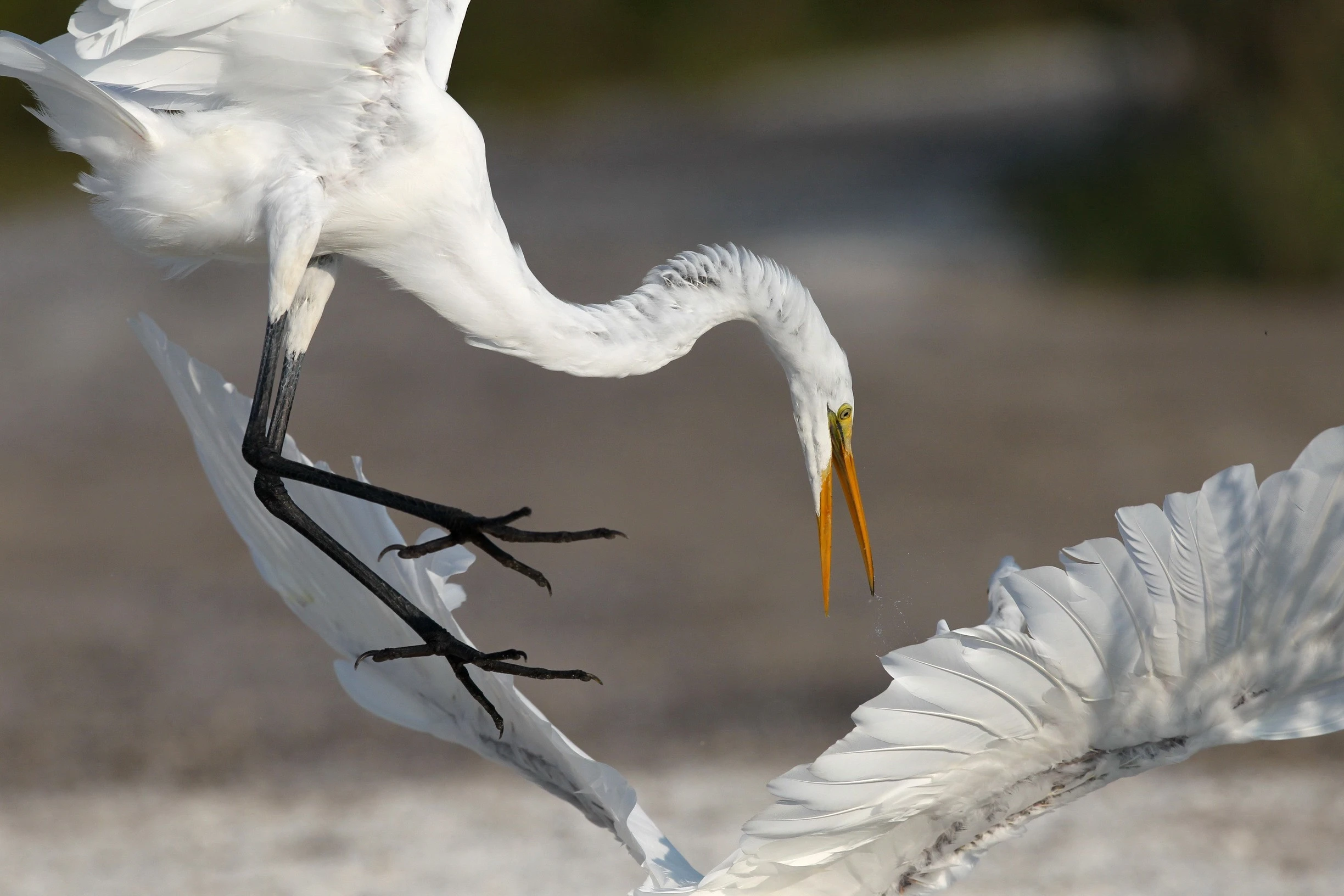 Egrets