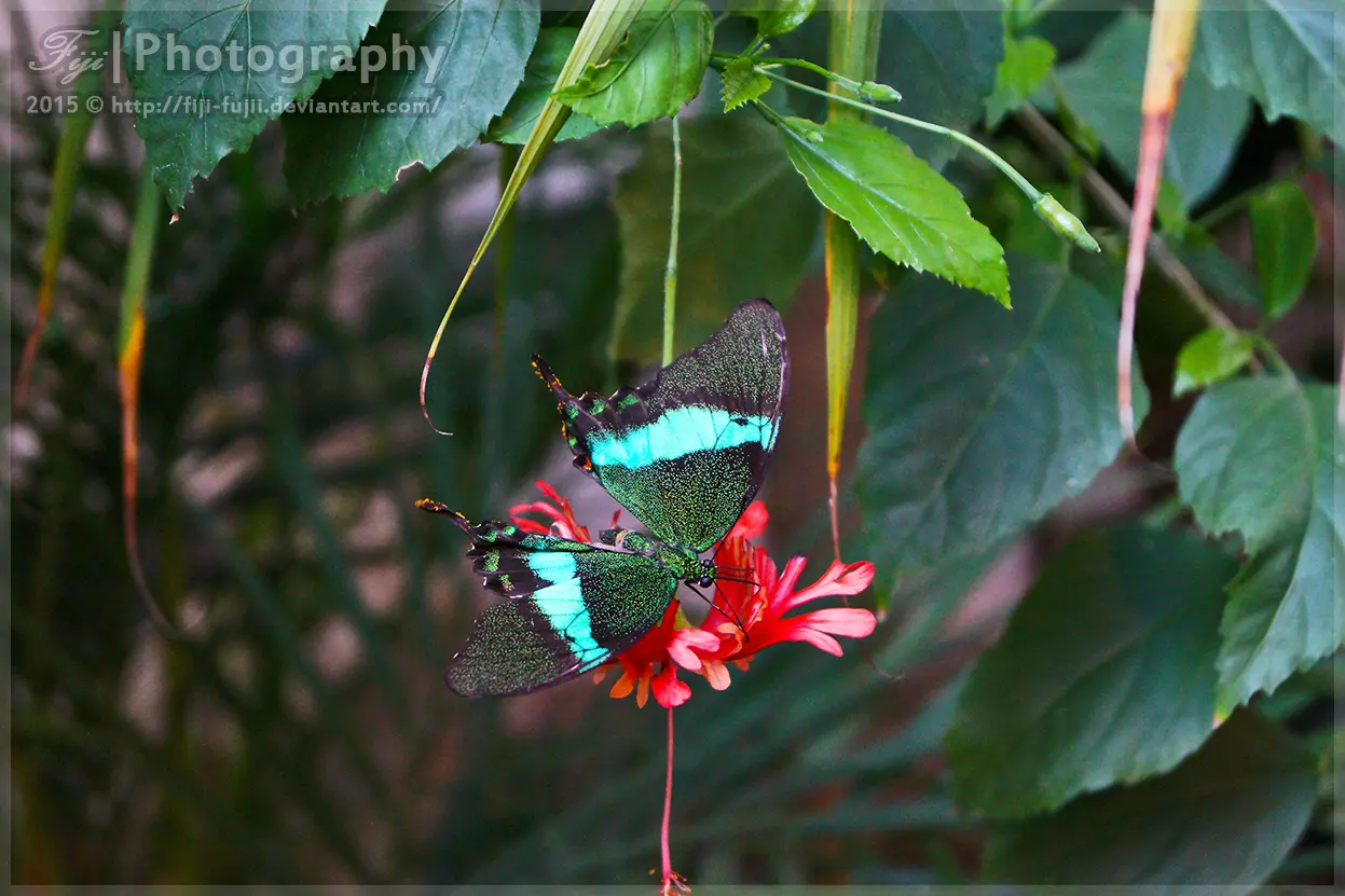 Emerald Swallowtail