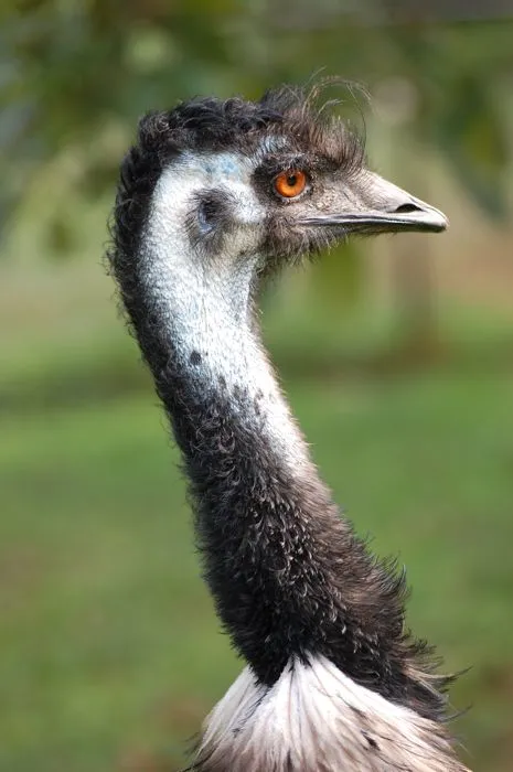 Emu