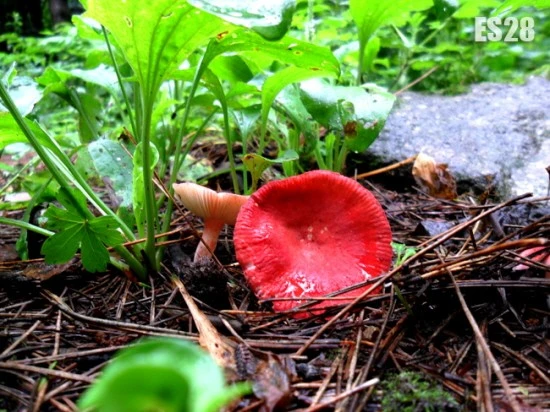 es28) red mushroom