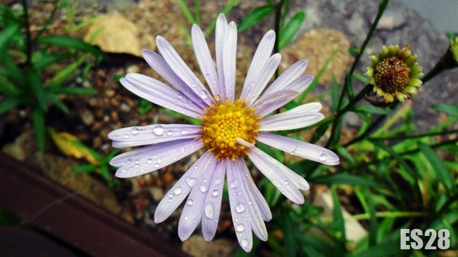 ES28] water drops on the flower